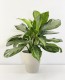 Aglaonema ‘Silver Bay’
