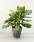Aglaonema ‘Silver Bay’
