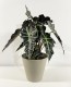 Alocasia Polly