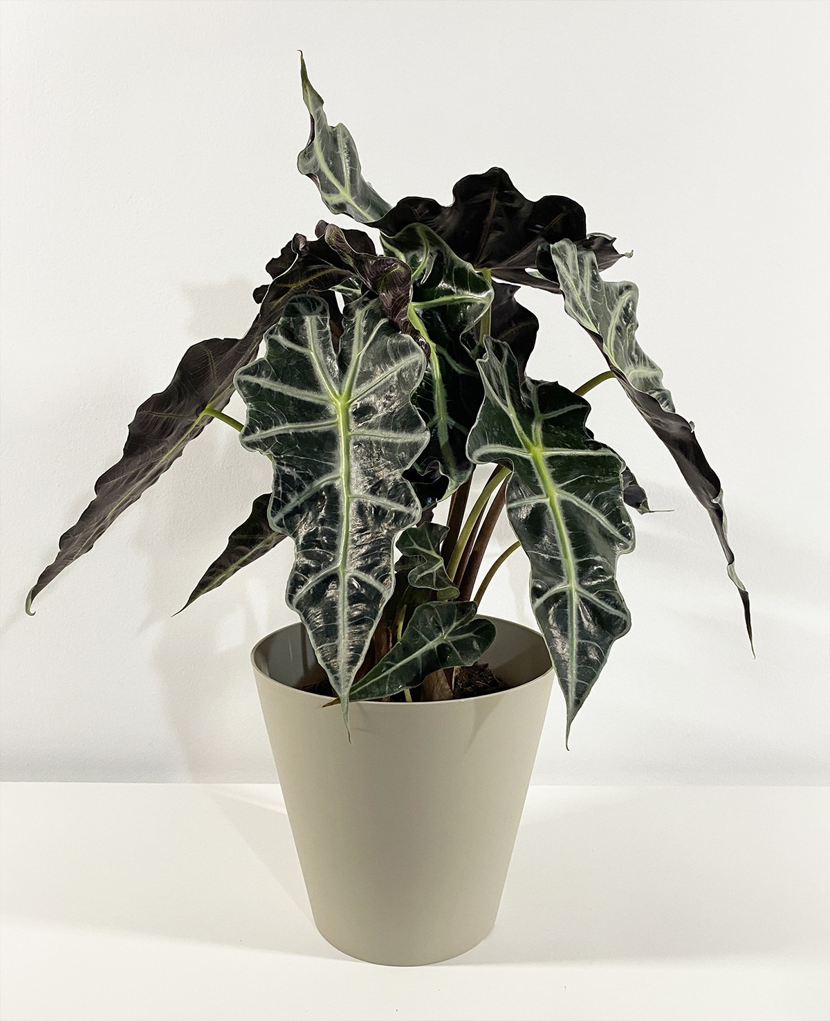 Alocasia Polly