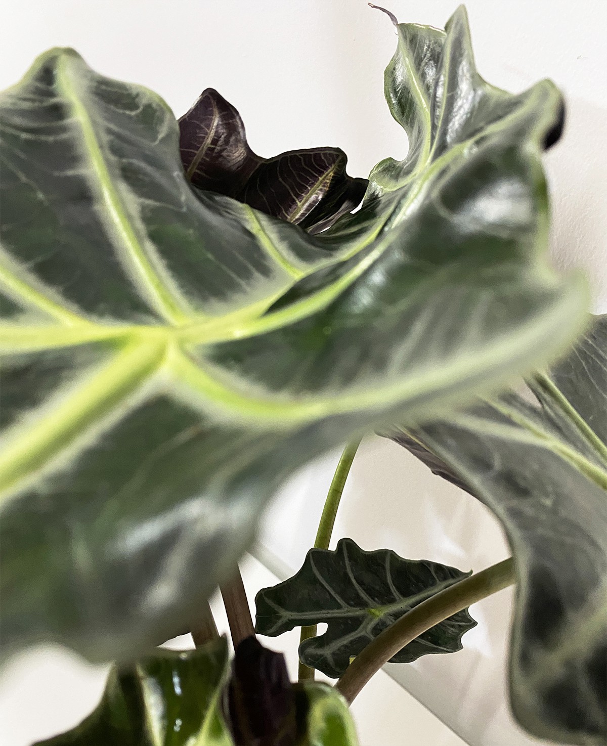 Alocasia Polly