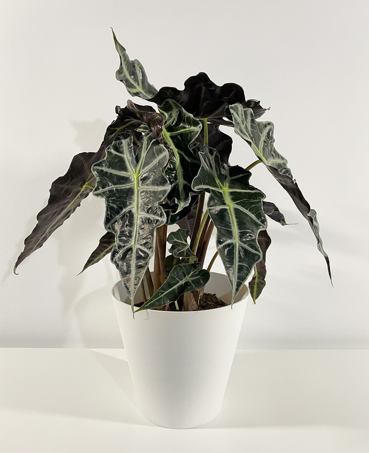 Alocasia Polly