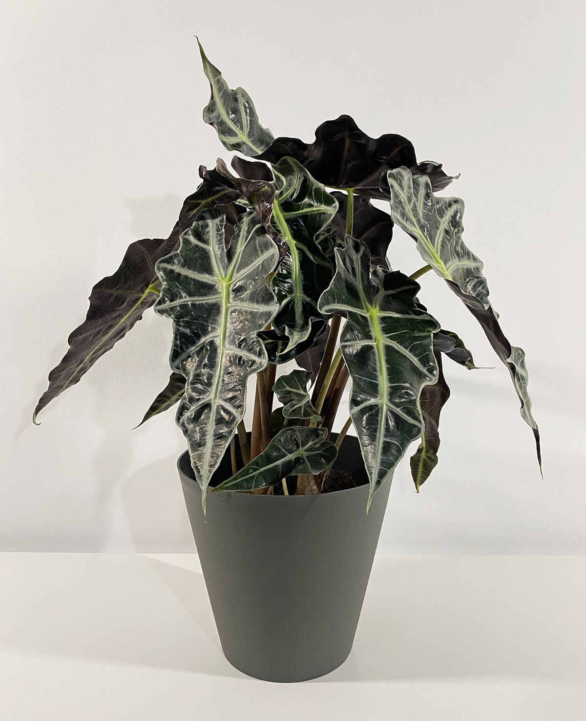 Alocasia Polly