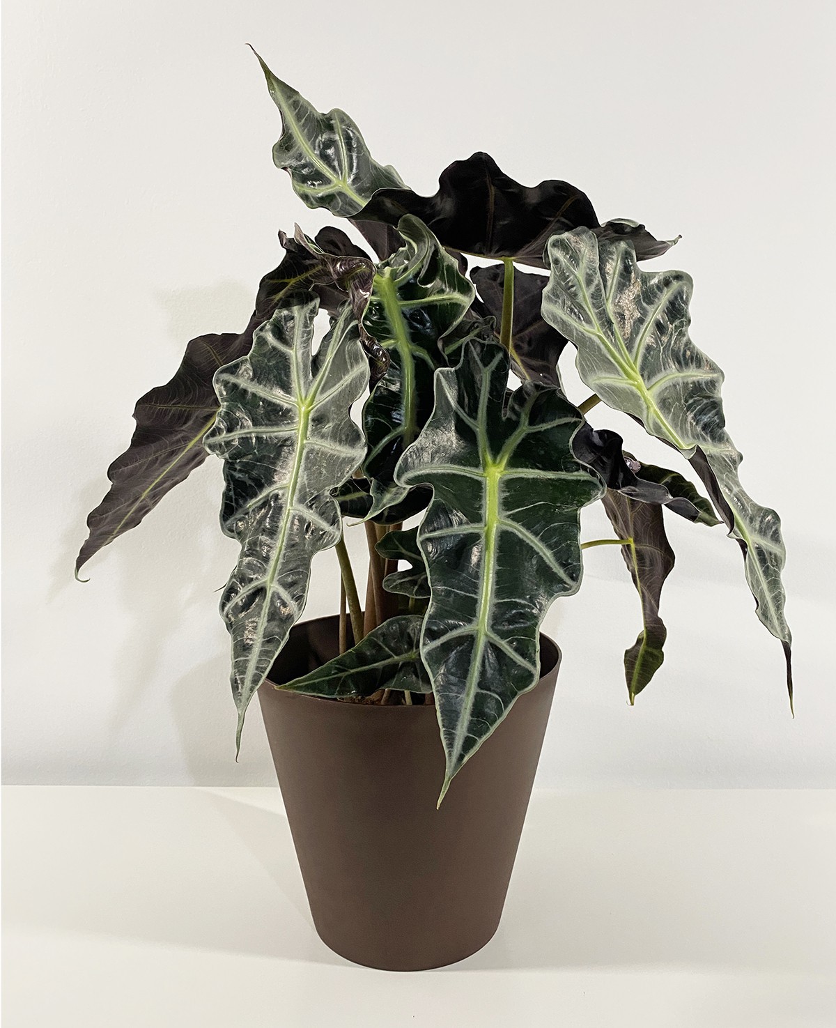 Alocasia Polly