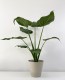 Alocasia Cucullata