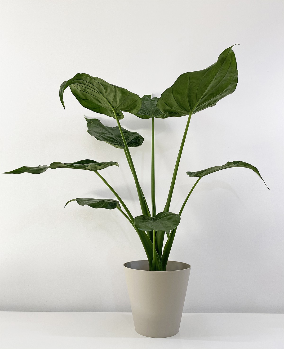 Alocasia Cucullata