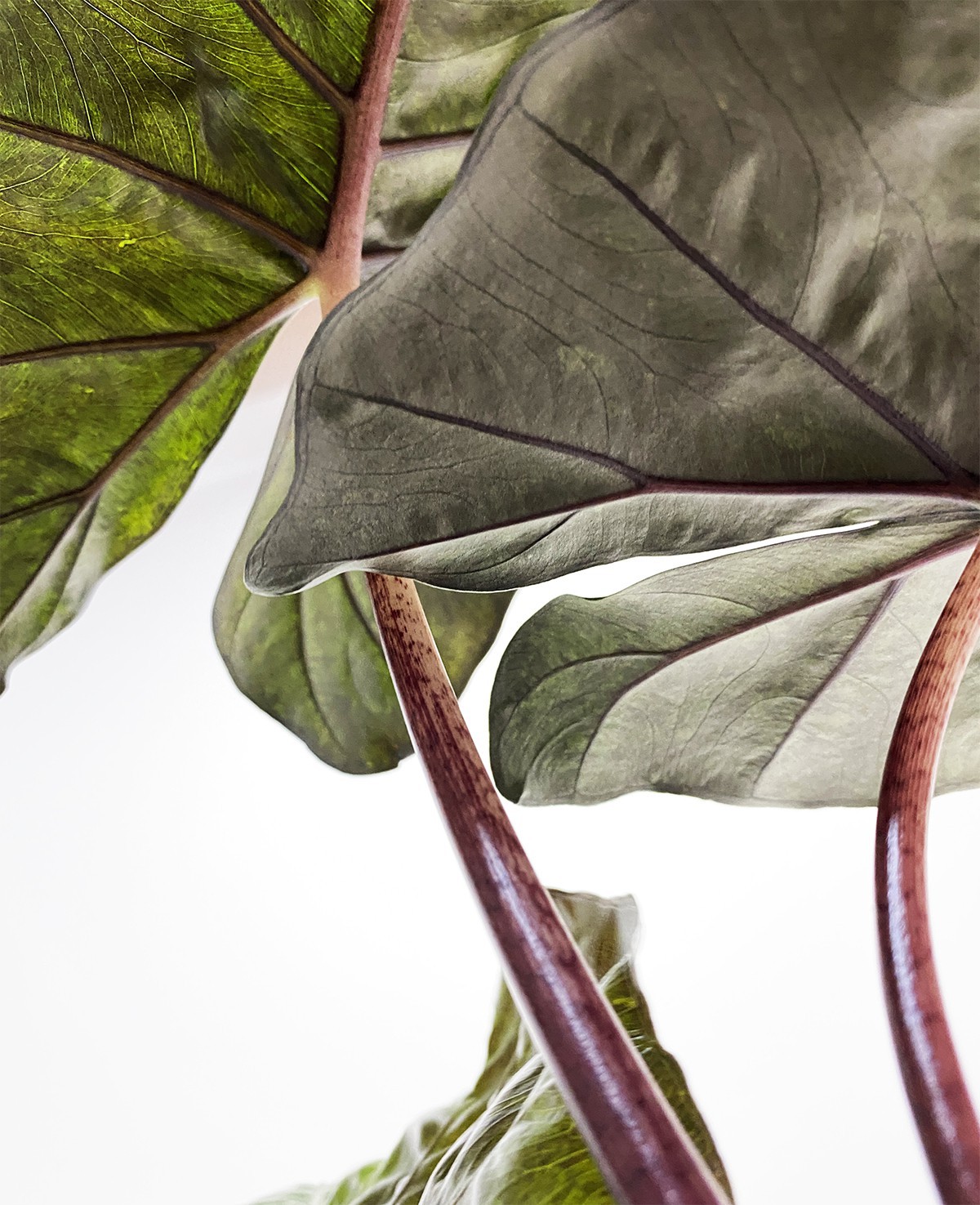 Alocasia Yucatan
