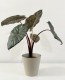 Alocasia Yucatan