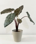 Alocasia Yucatan