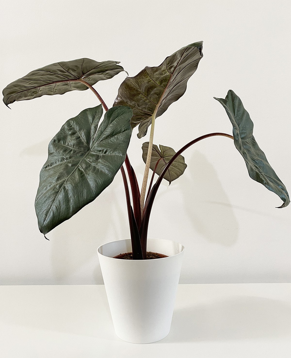 Alocasia Yucatan