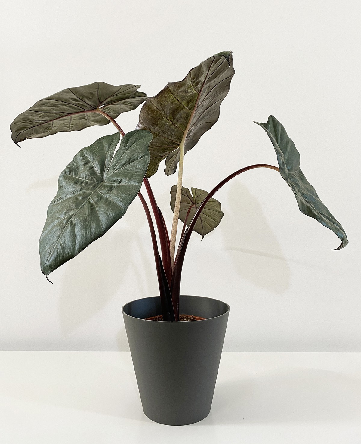 Alocasia Yucatan