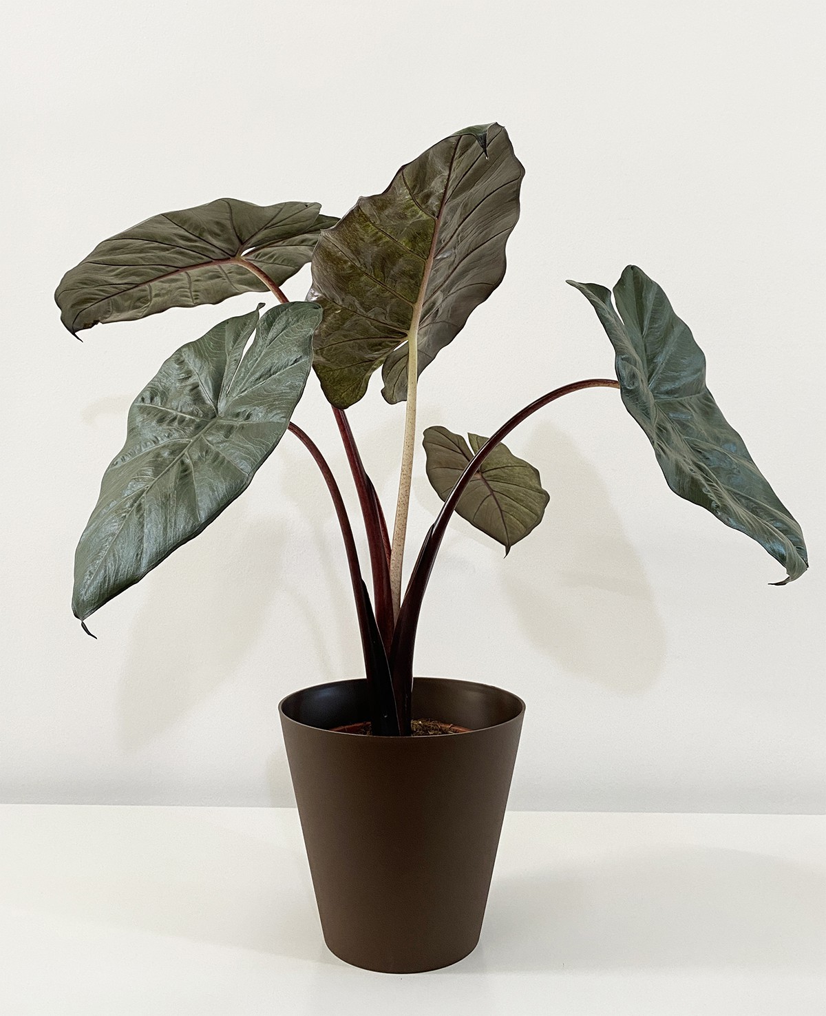 Alocasia Yucatan