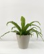 Asplenium Antiquum