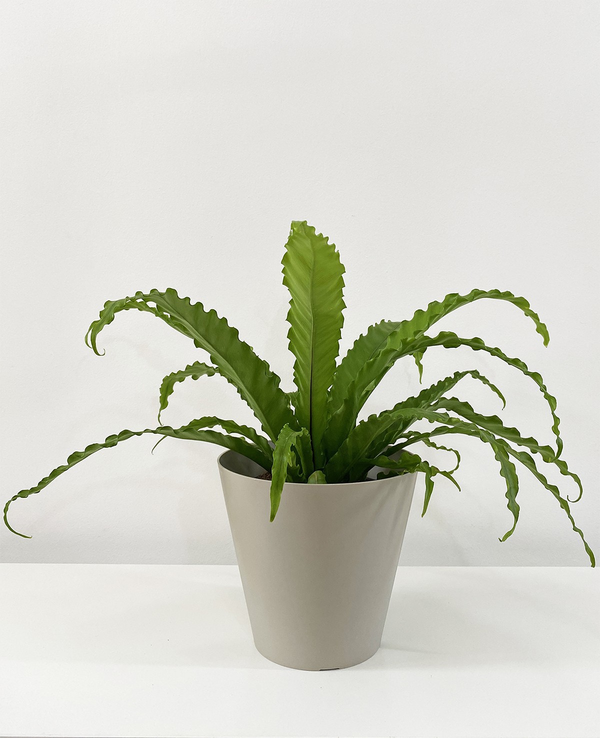 Asplenium Antiquum