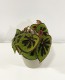 Begonia Masoniana