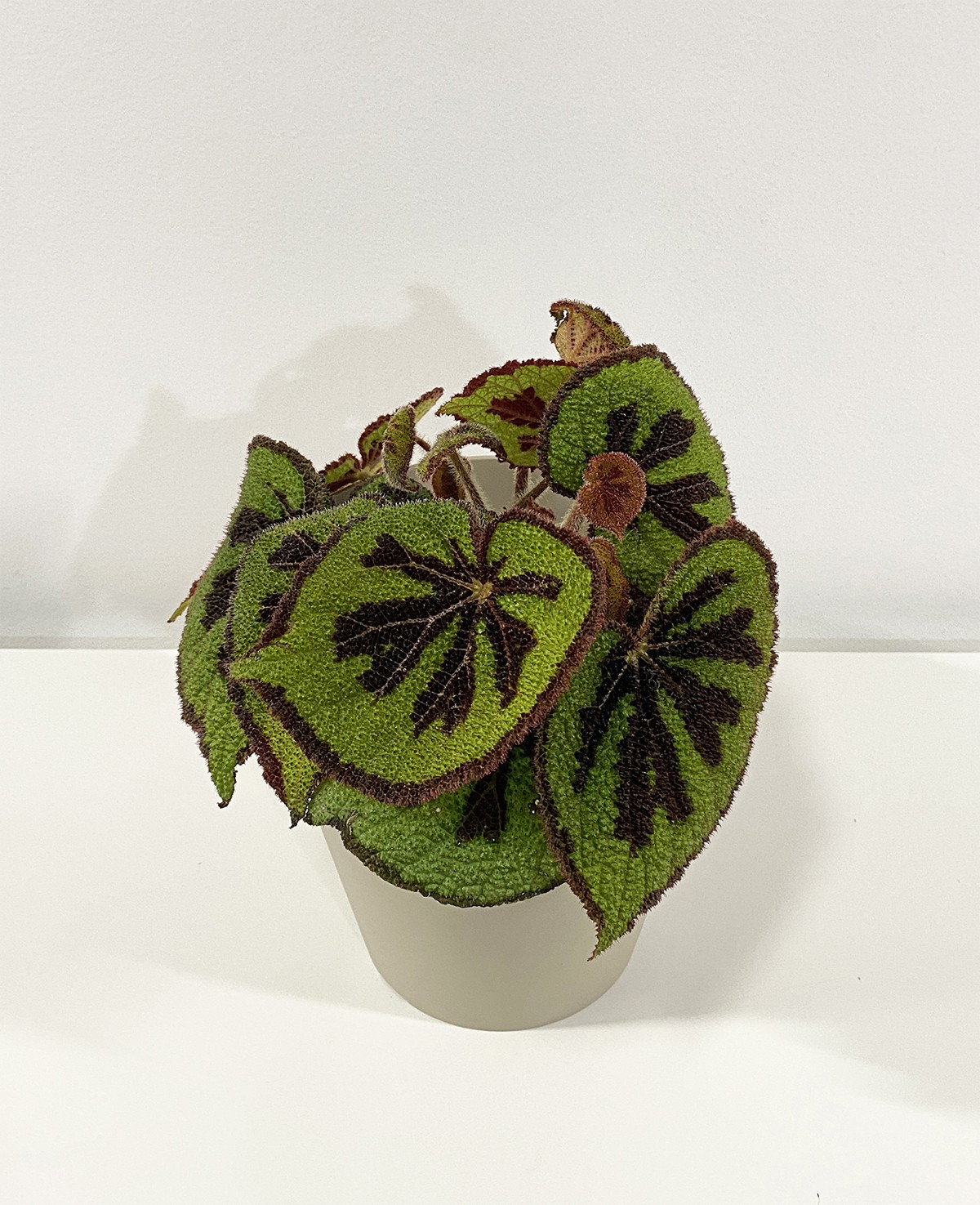 Begonia Masoniana