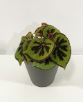 copy of Aglaonema ‘Silver Bay’