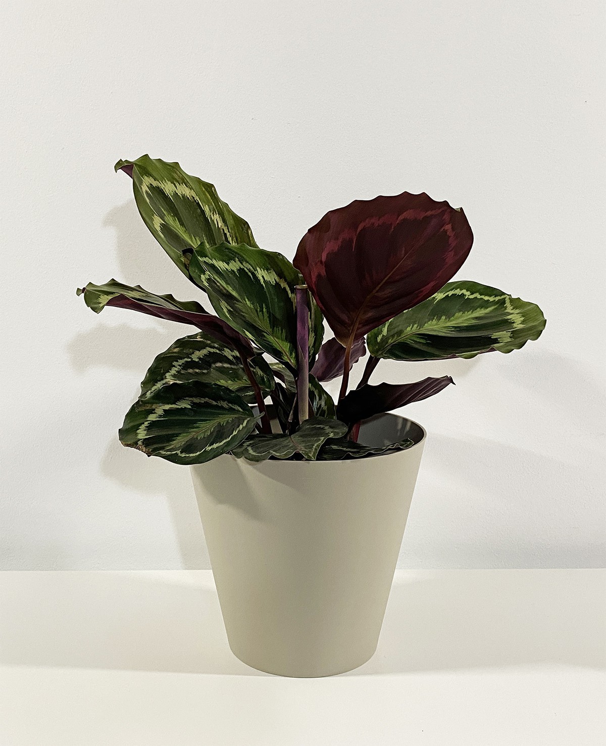 Calathea Medallion