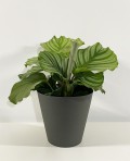 Calathea Orbifolia