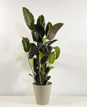 Calathea Triostar