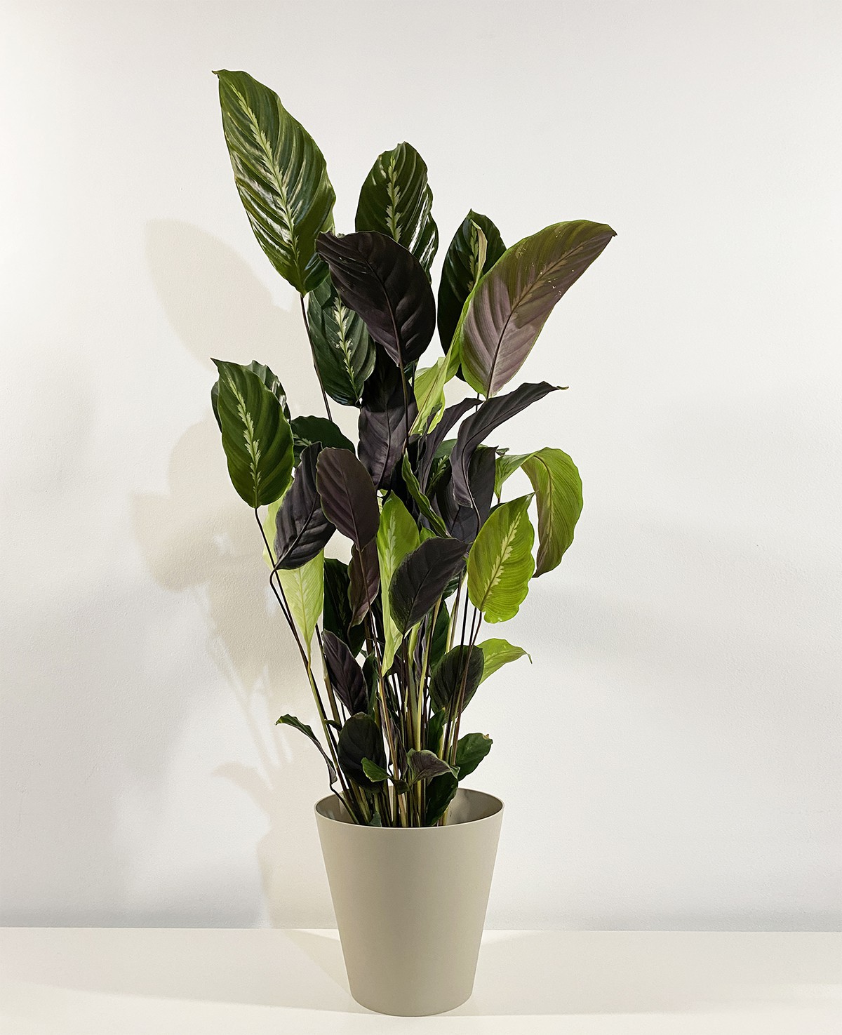 Calathea Triostar