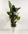 Calathea Triostar