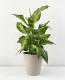 Dieffenbachia