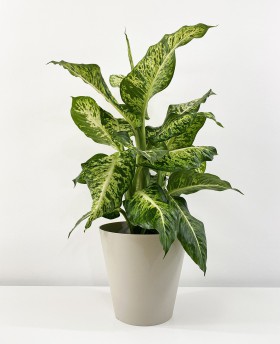 Dieffenbachia