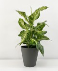 Dieffenbachia