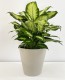 Dieffenbachia Camilla