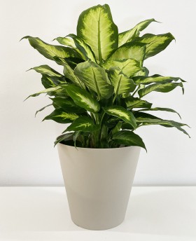 Dieffenbachia Camilla