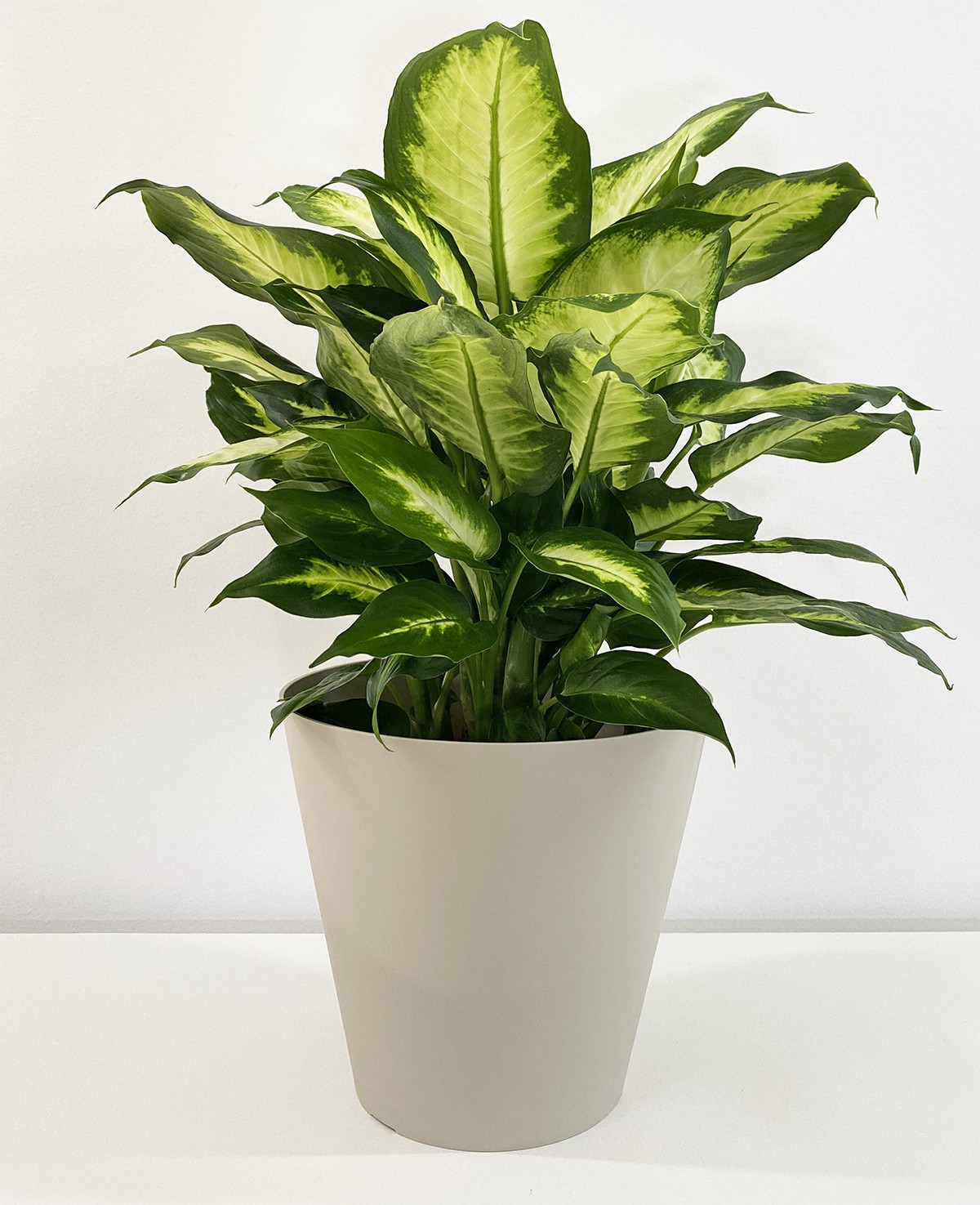 Dieffenbachia Camilla