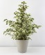 Ficus Benjamina Twilight