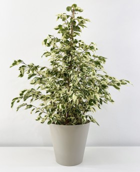 Ficus Benjamina Twilight
