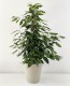 Ficus Benjamina Danielle