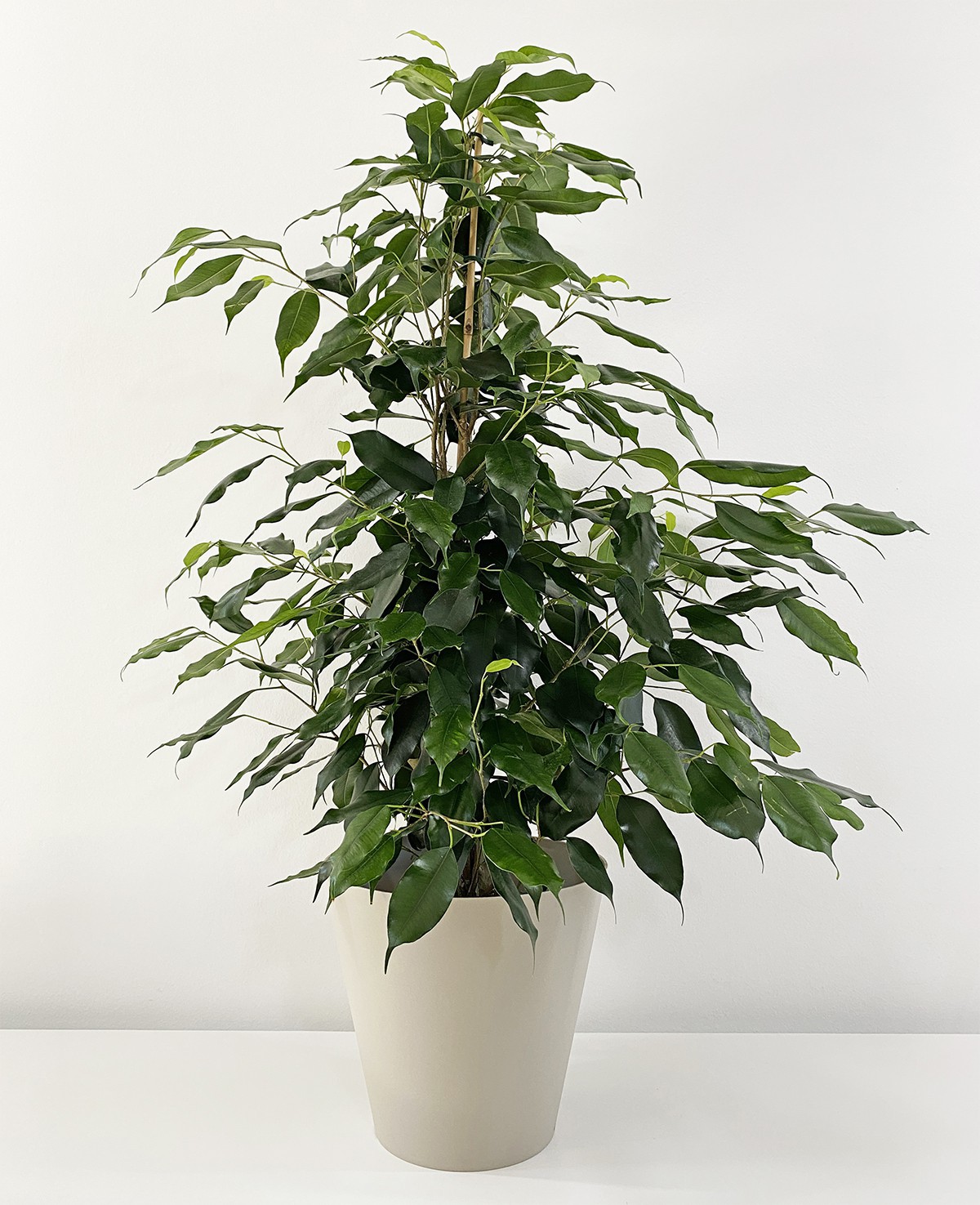 Ficus Benjamina Danielle