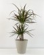 Dracaena Magenta