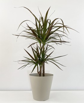 Dracaena Magenta