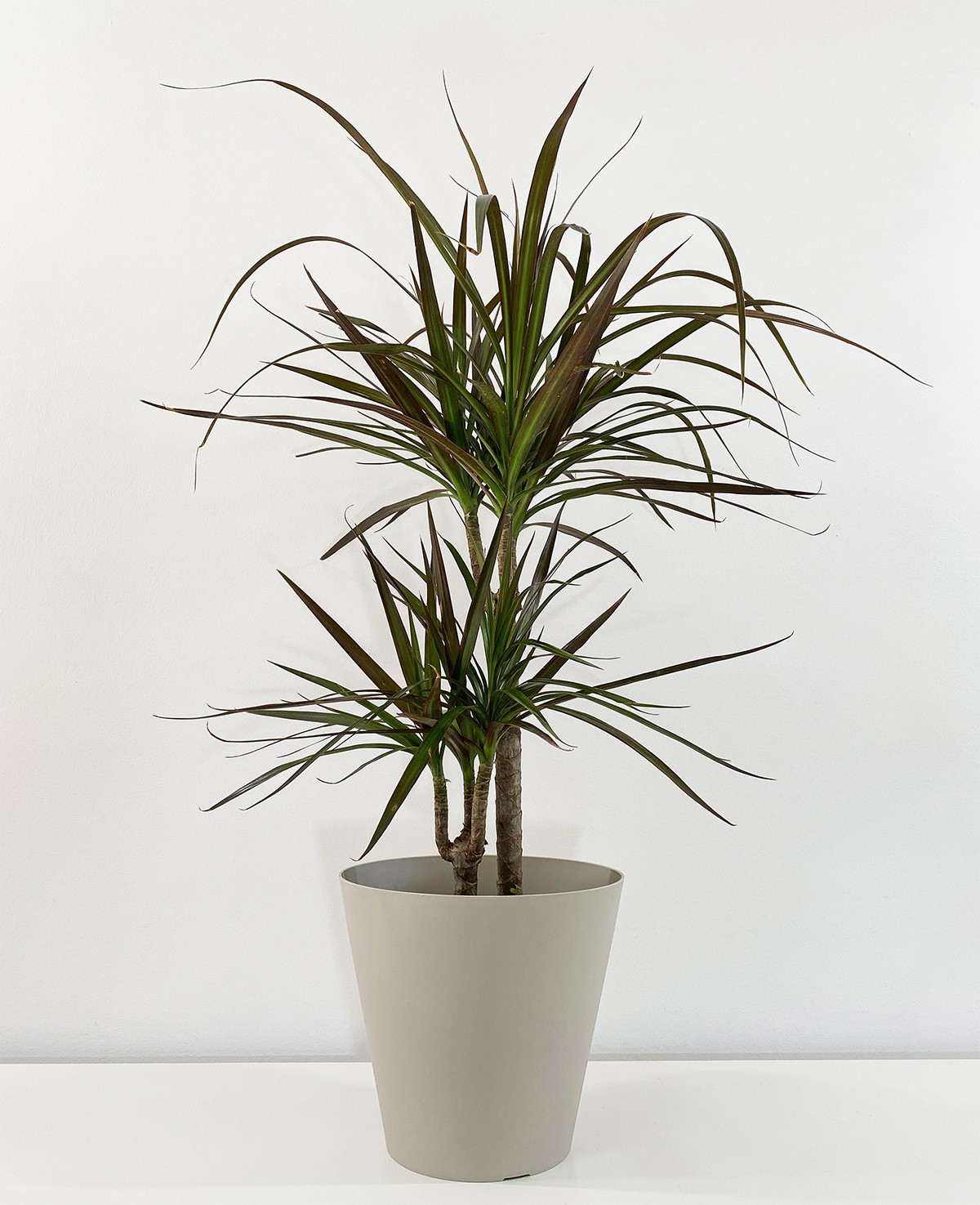Dracaena Magenta