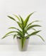 Dracaena “Lemon Lime”