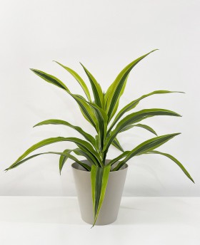 Dracaena “Lemon Lime”