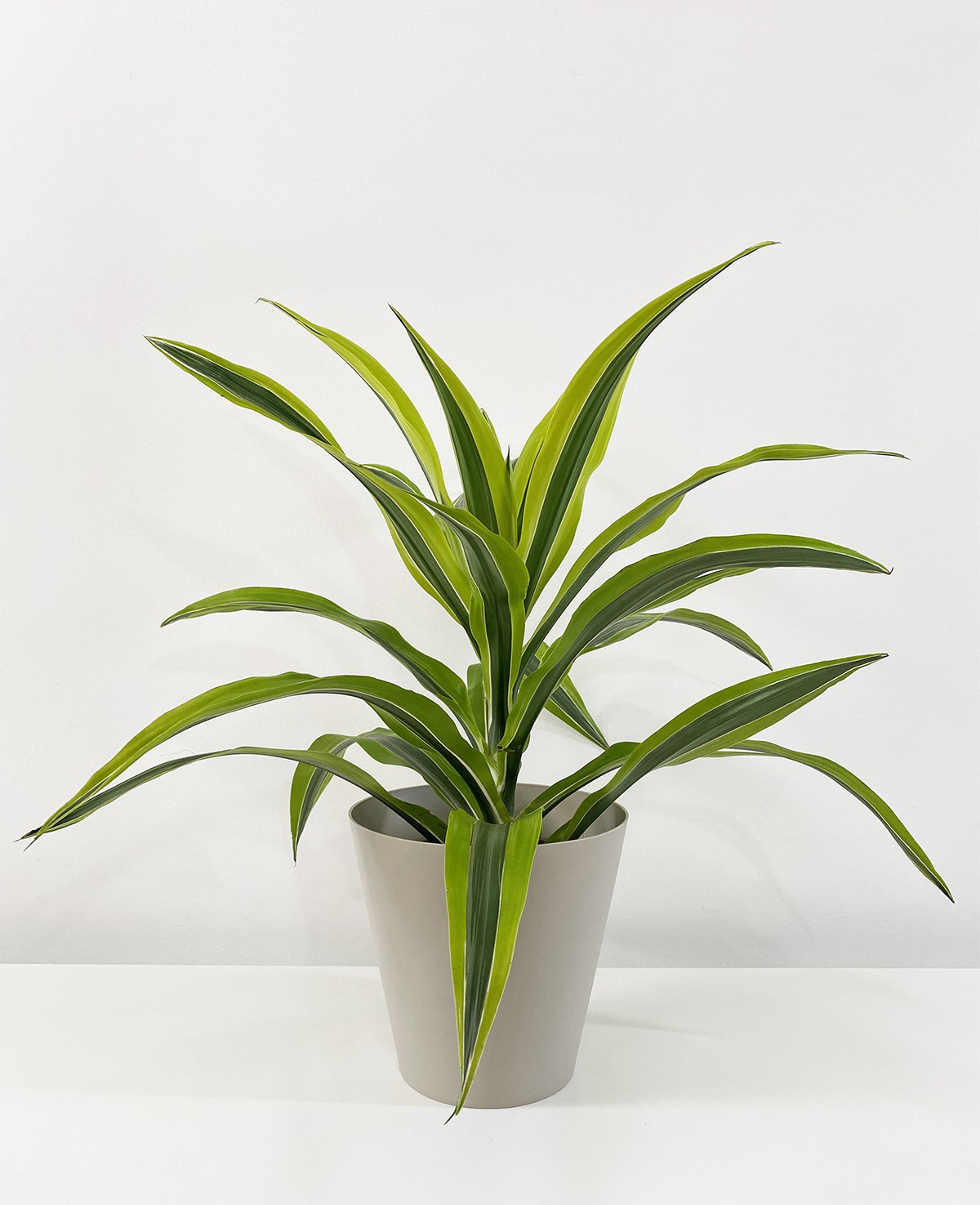 Dracaena “Lemon Lime”