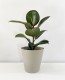Ficus Elastica Rubra