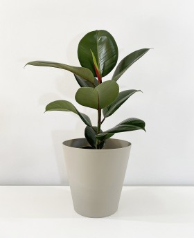 Ficus Elastica Rubra