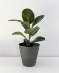 Ficus Elastica Rubra