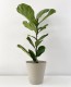 Ficus Lyrata