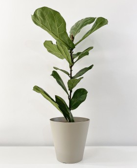 Ficus Lyrata