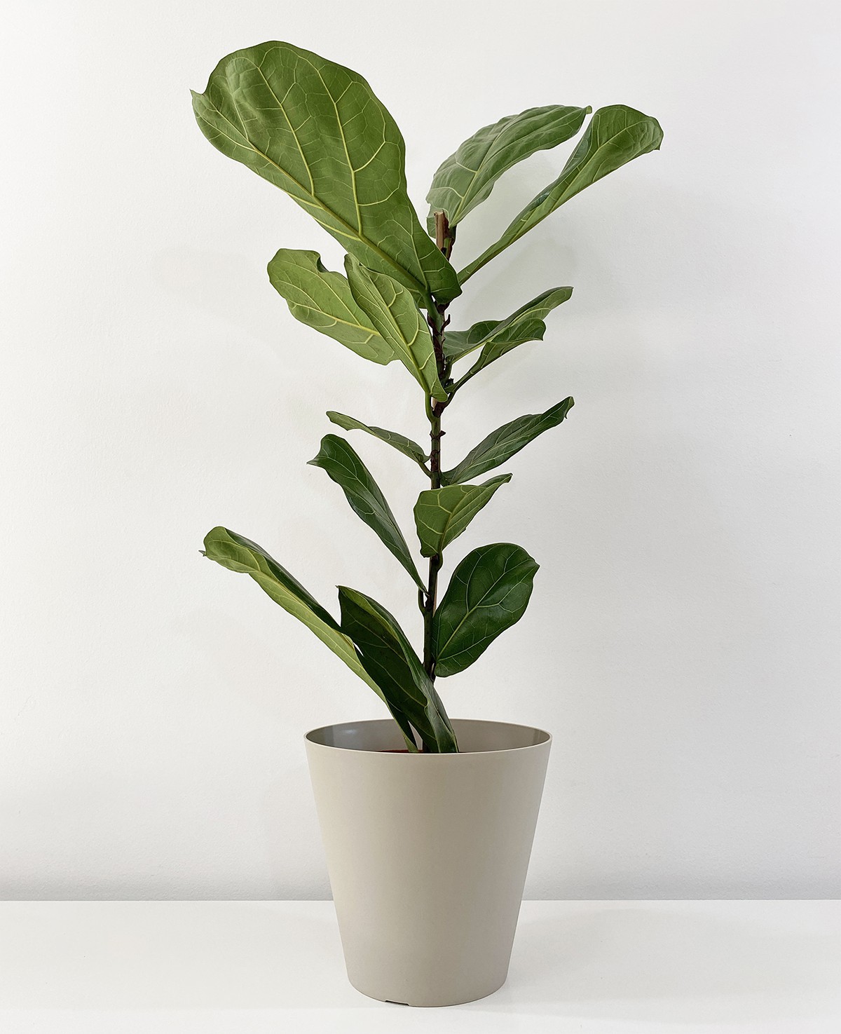 Ficus Lyrata