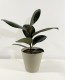 Ficus Robusta 50cm