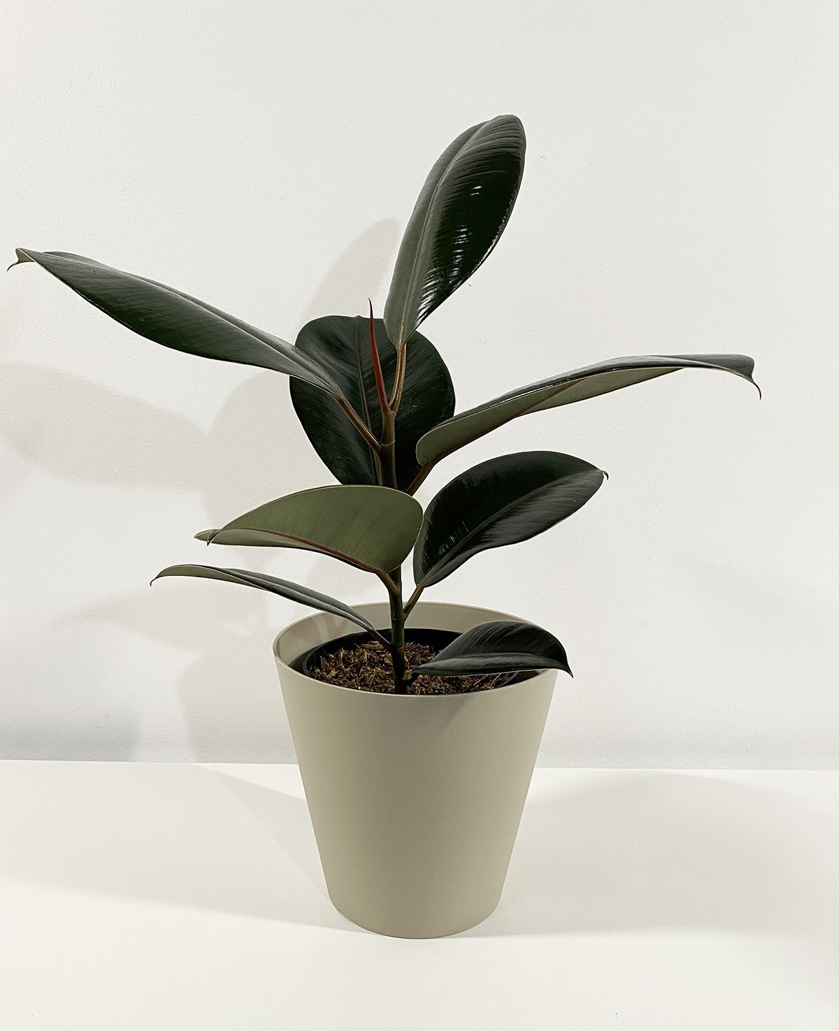 Ficus Robusta 50cm
